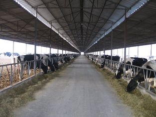 China sistemas de capítulo de acero Pre-dirigidos que crían la vaca/el caballo con los paneles del tejado proveedor