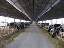 China sistemas de capítulo de acero Pre-dirigidos que crían la vaca/el caballo con los paneles del tejado fábrica